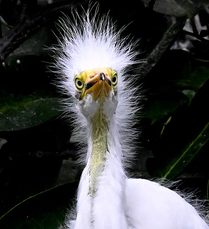 Wakodahatchee