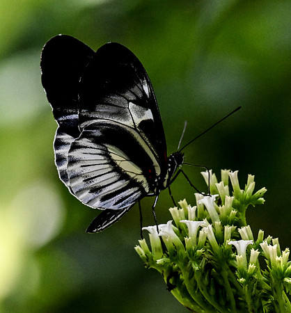 Butterfly World