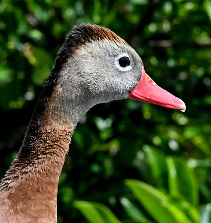 Wakodahatchee