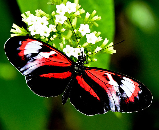 Butterfly World