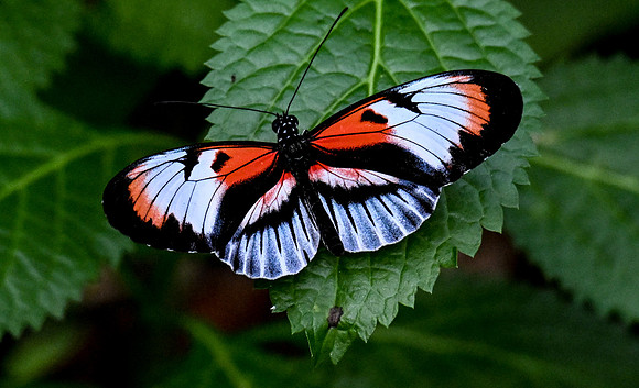 Butterfly World