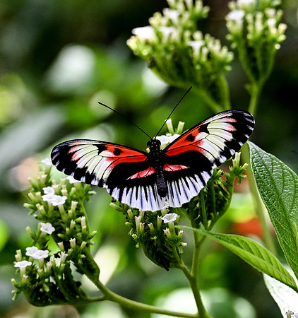 Butterfly World