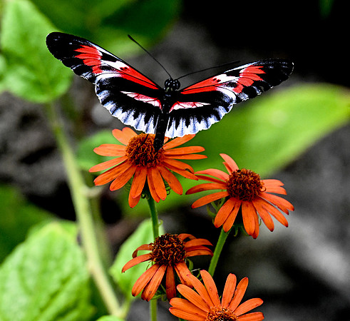 Butterfly World