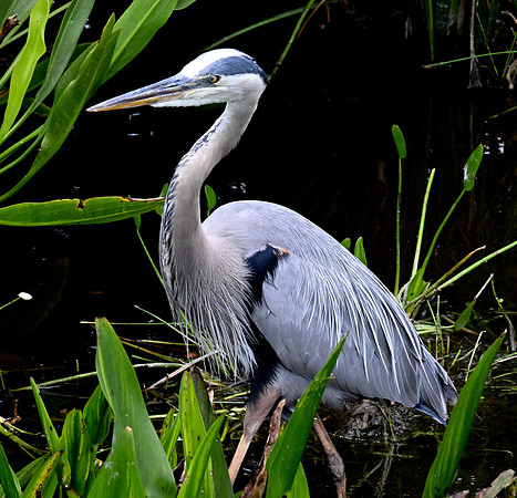 Wakodahatchee