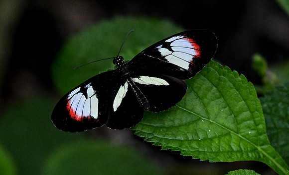 Butterfly World